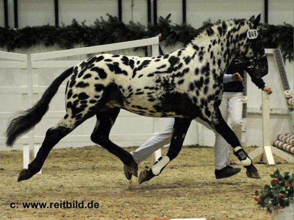 71wqn-horse3.jpg