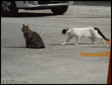 78bf8aa82c268fde7453e372d8c791b5.gif