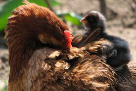 0878.chickensleep1.jpg