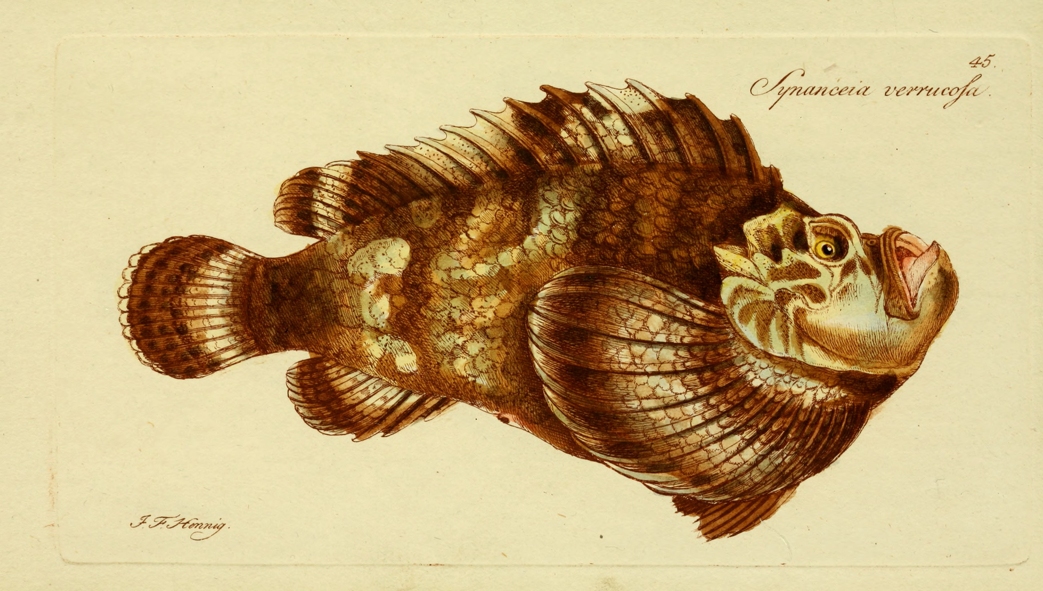 Synanceia_verrucosa_Hennig.jpg