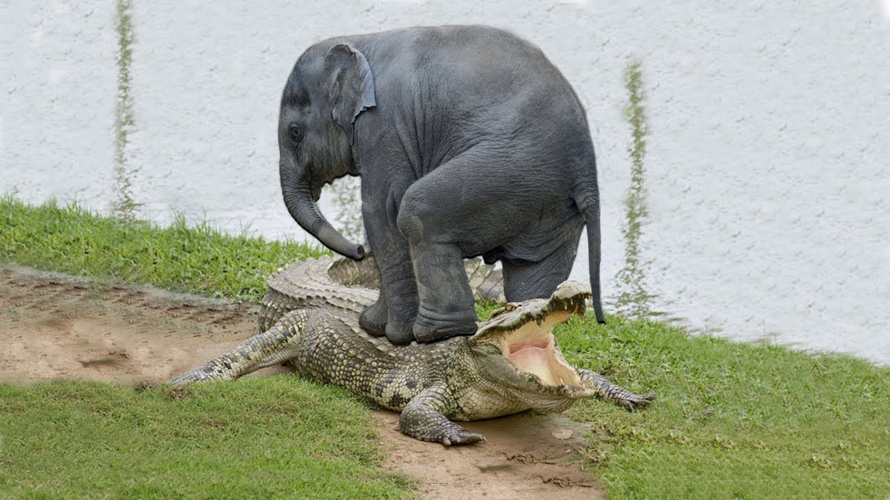 Elephant.jpg
