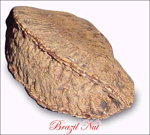 brazilnutpicture.jpg