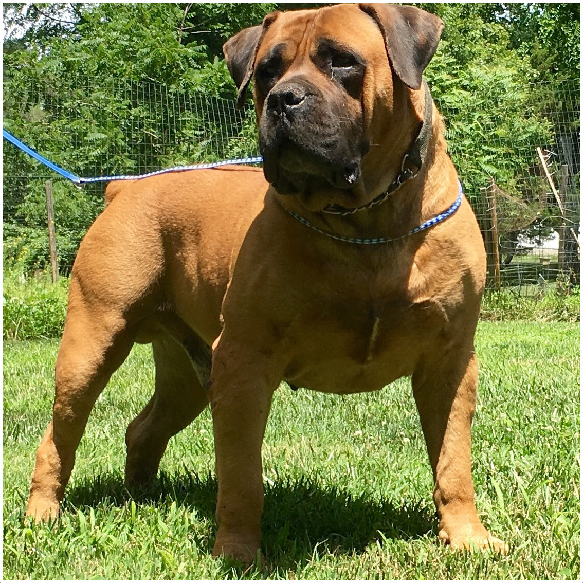 Boerboel-4.jpg