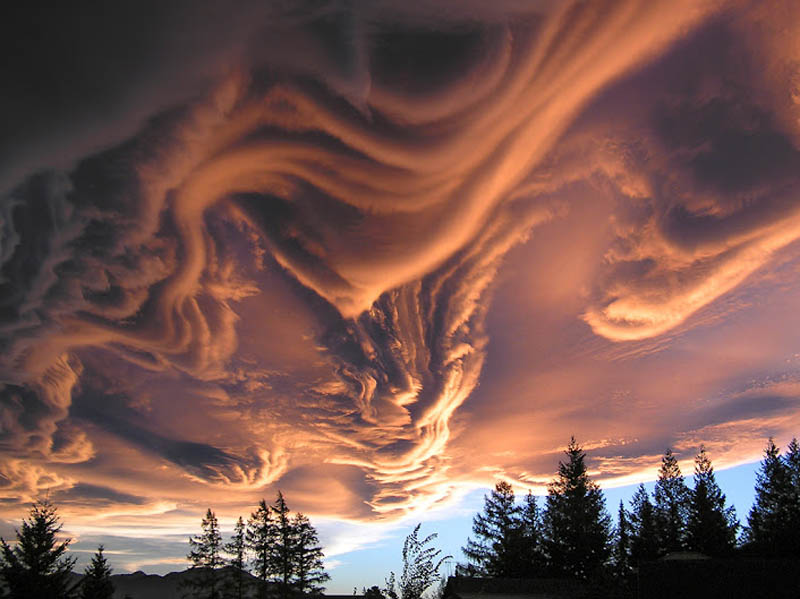 undulatus-asperatus.jpg