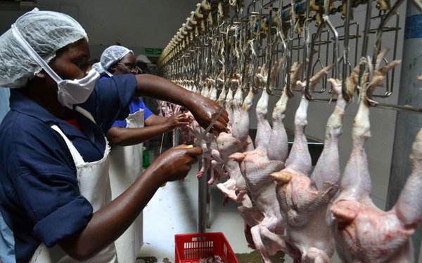 Kitui gets first chicken abattoir - The Scholar Media Africa