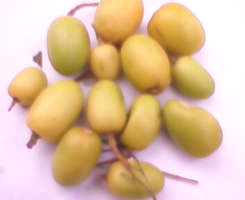 Neemfruit.jpg