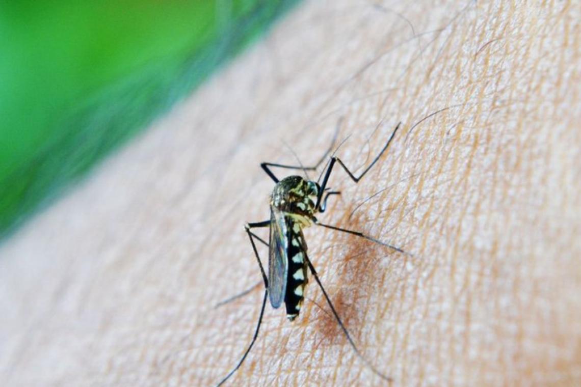 CONFIRMED: Dengue Fever Outbreak in Brazil and Peru - Millions Sick, Thousands Dead