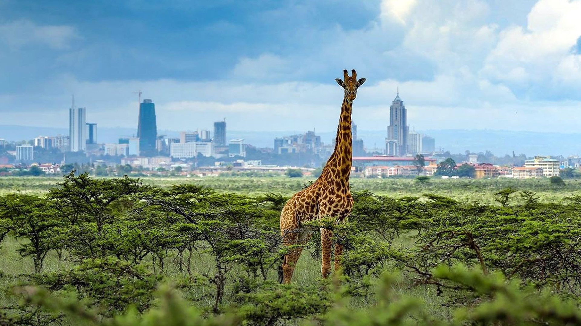 nairobinationalparks.jpg