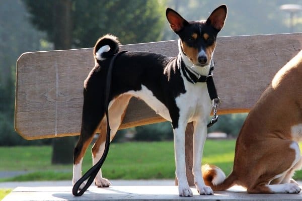 Black-Tan-White-Basenji.jpg