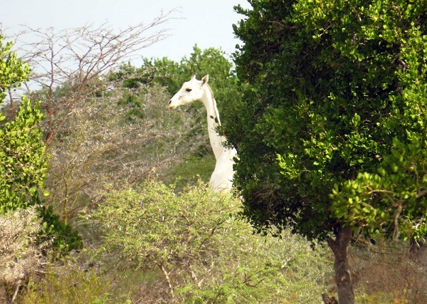 Giraffe.jpg