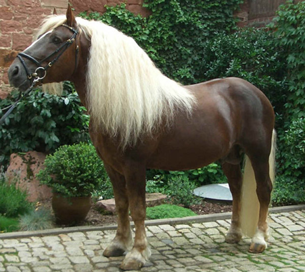wuct3-horse4.jpg
