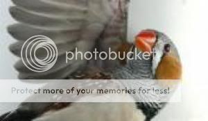 ZebraFinch.jpg