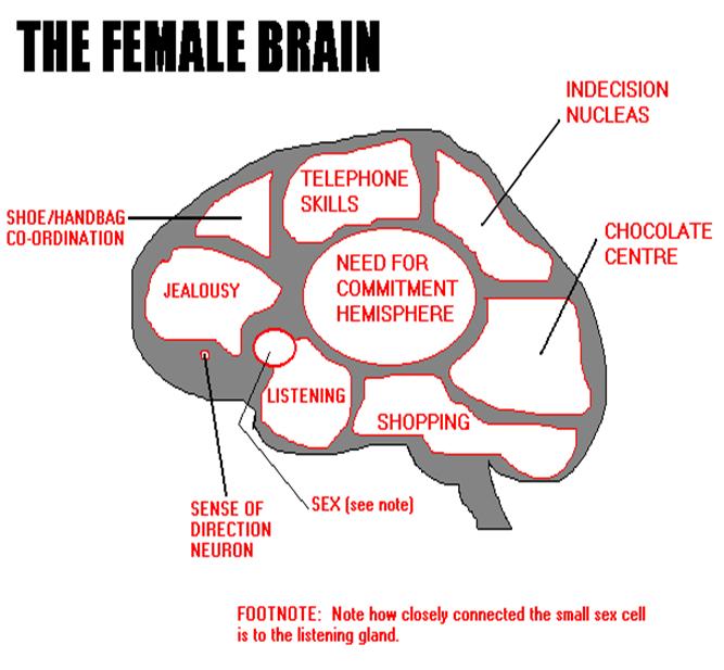 femalebrain.jpg