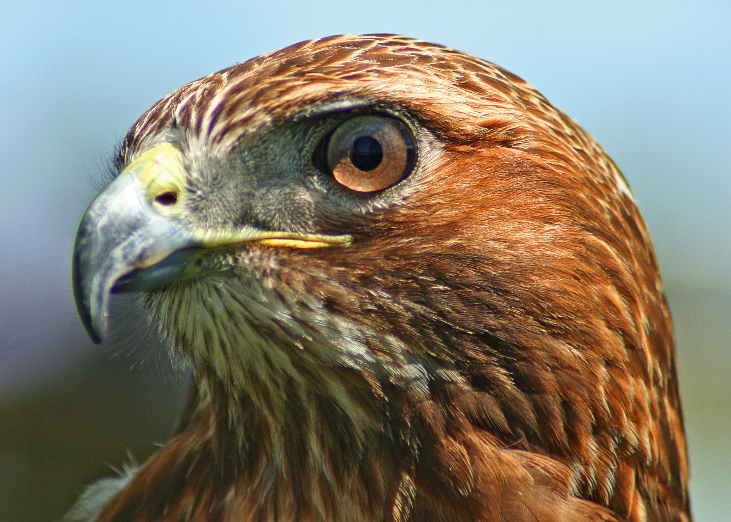 northern-red-tailed-hawk.jpg