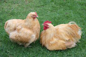 1563.chickensunbathe1.jpg