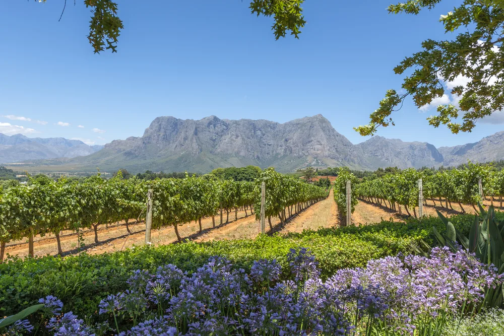Wine region with a field and a mountain in the background in Cape Town, one of the overall best places to visit in Africa