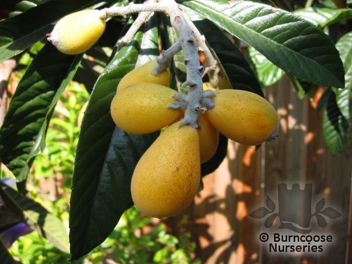 eriobotrya_japonica_1740.jpg