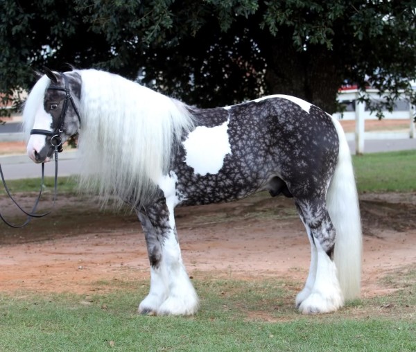 6cu6b-horse6a.jpg