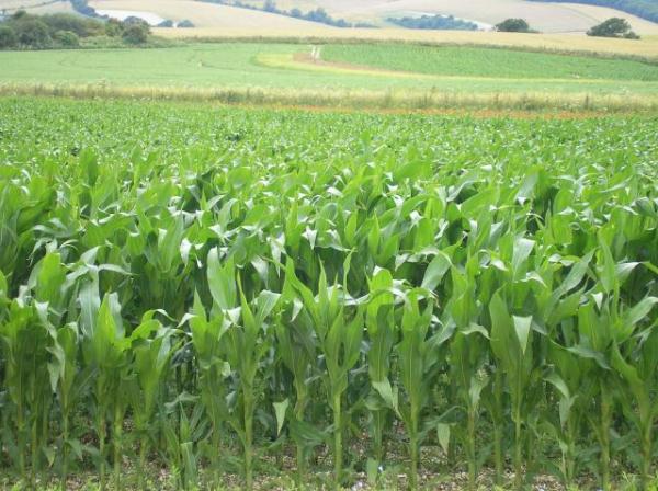 maize.jpg