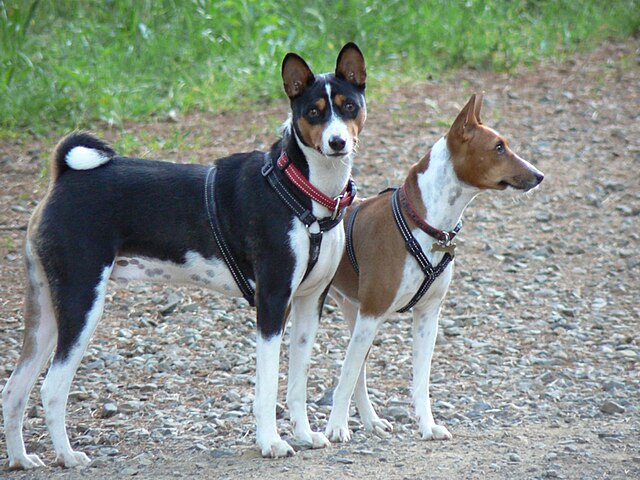 640px-Basenji_pair.jpg