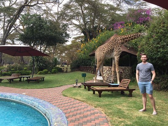 giraffes-by-the-pool.jpg
