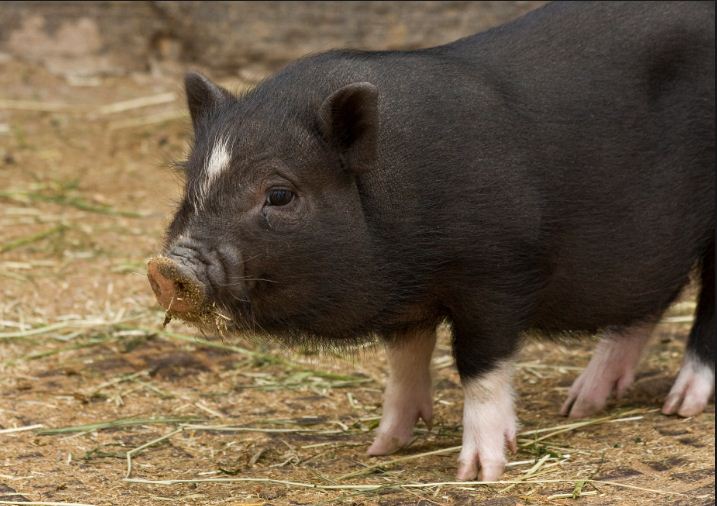 PIG.jpg