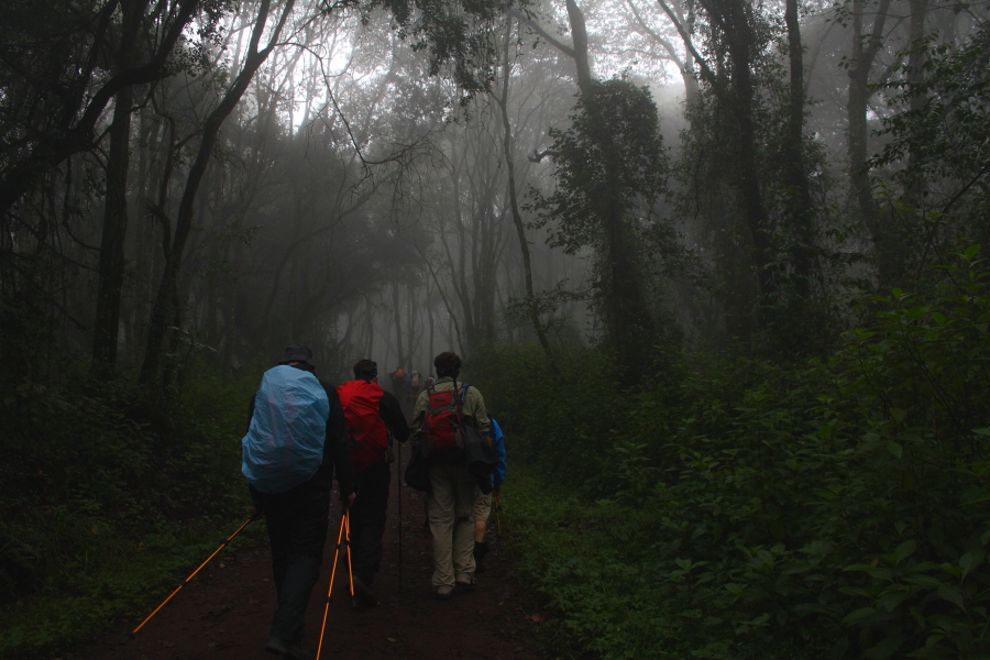 machame-walking-rain-forest.jpg
