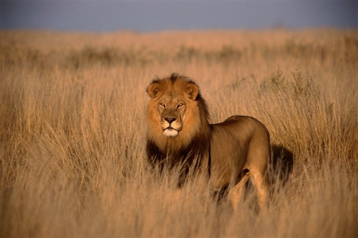 lion.jpg
