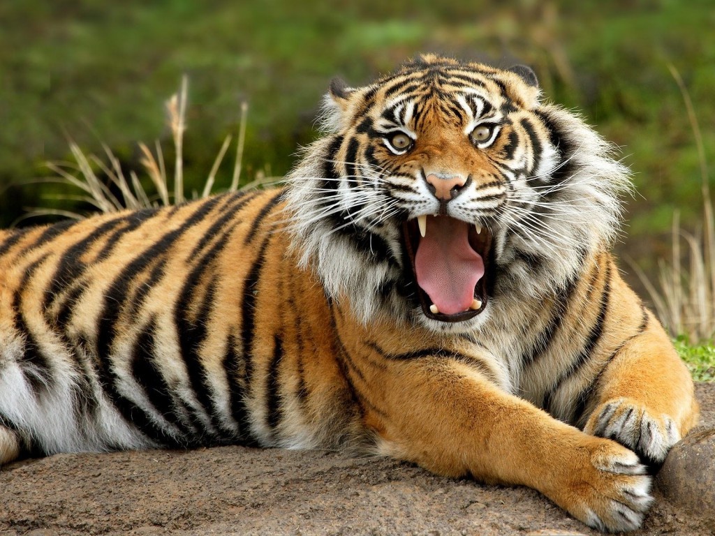 Tiger.jpg
