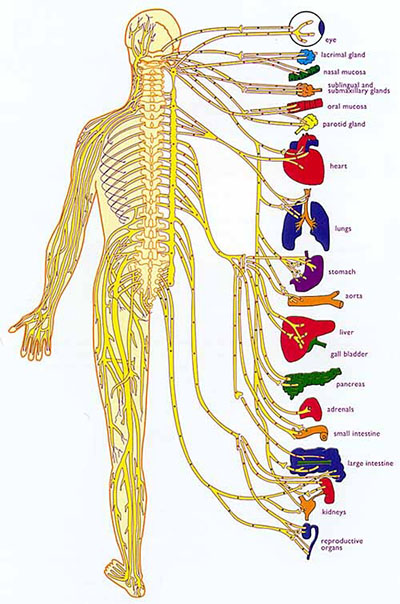 spinal-nerves-organs2.jpg