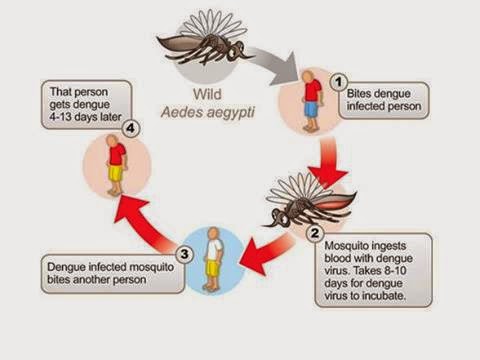 dengue.jpg