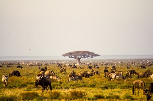 Serengeti.jpg