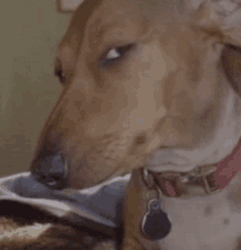 dog-eyes.gif