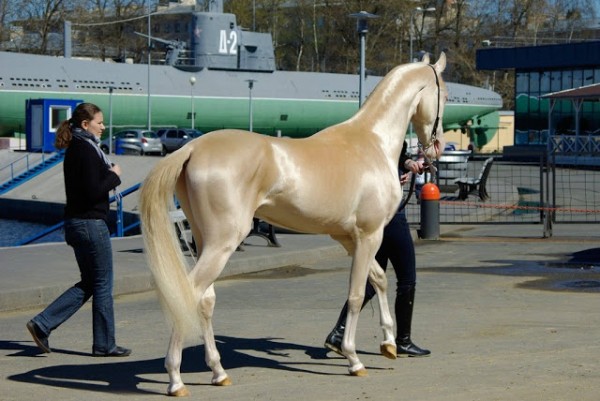 zp2ex-horse1a.jpg