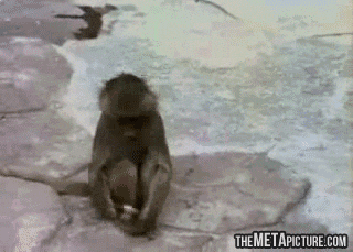 funny-gif-monkey-mirror-jumping.gif