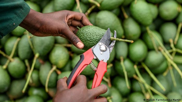 A farmer harvests avocados.