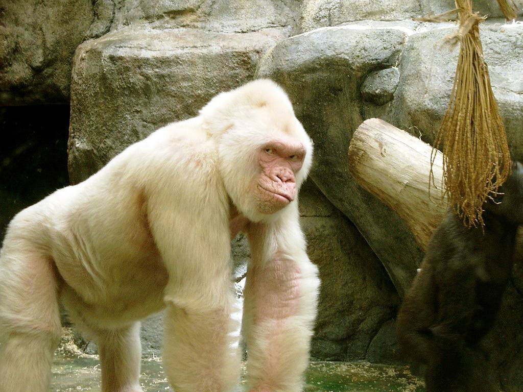 408796-animal-lovers-white-gorilla-snowflake.jpg