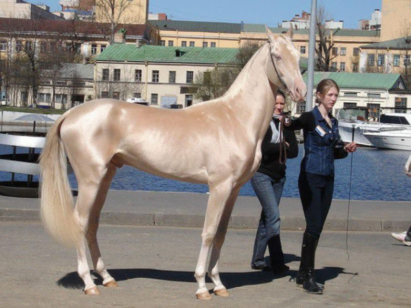 awqf5-horse1.jpg