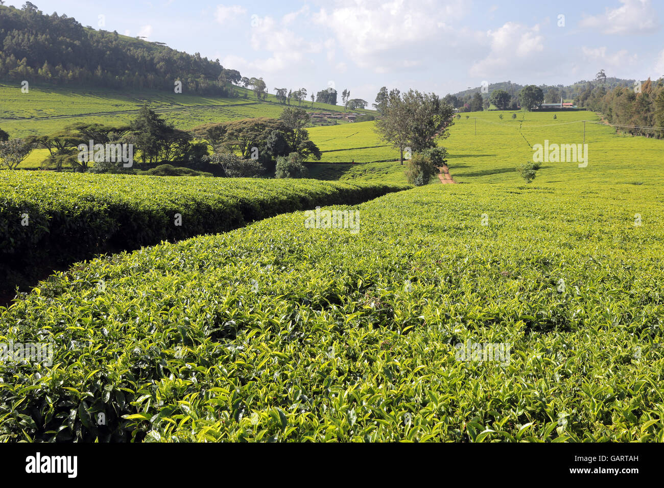tea-plantation-near-nakuru-kenya-africa-GARTAH.jpg