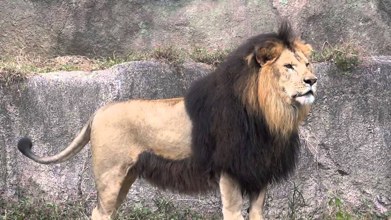 Barbary-Lion-Photos.jpg