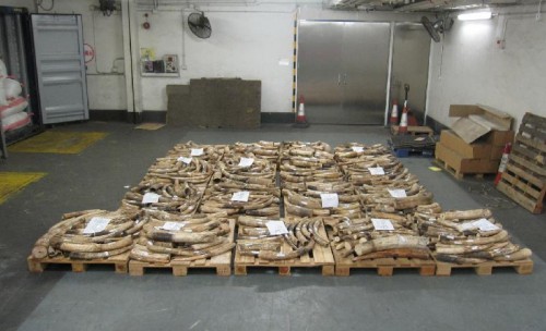 HongKongIvorySeizure-500x304.jpg