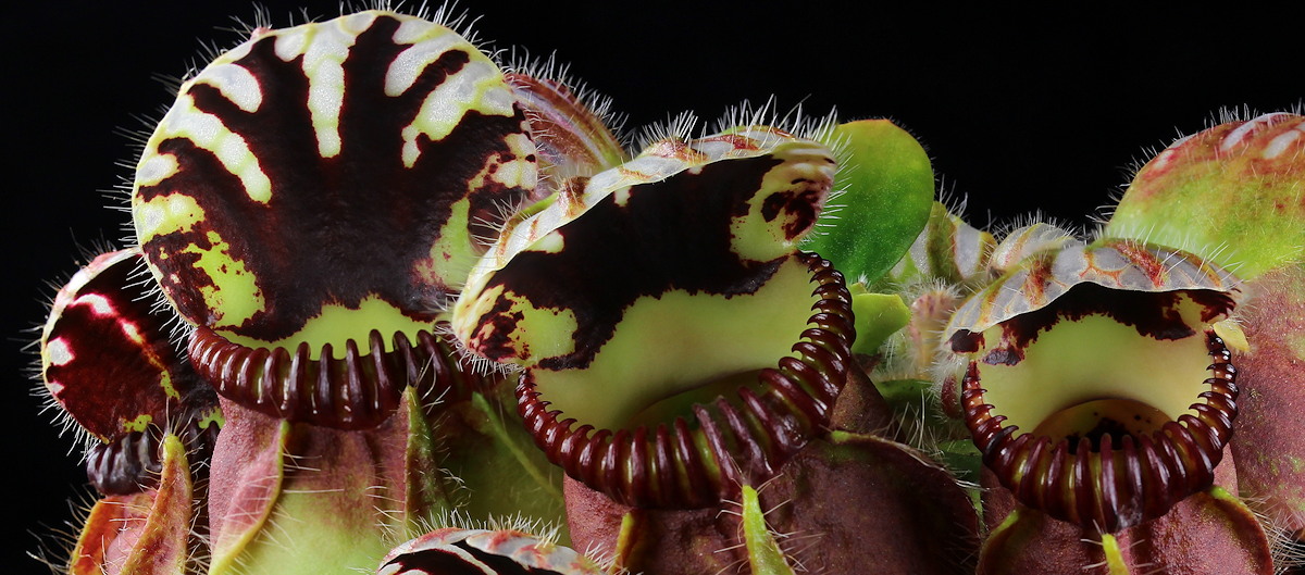 CephalotusMouths.jpg