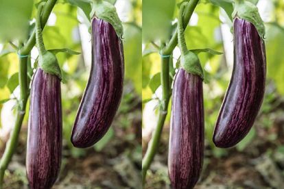 countries biggest manhood sizes