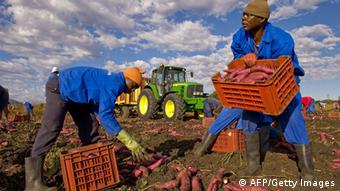 Master zum Themenheader Kann Afrika den Hunger stillen? (AFP/Getty Images)