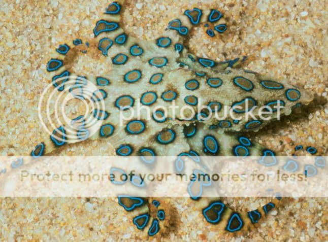 Blue-Ringed-Octopus_zpsd1d53be4.jpg