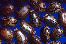 220px-Castor_beans.jpg