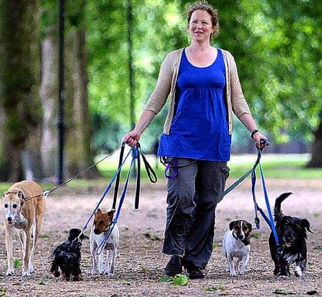 DogWalkerES_468x432.jpg