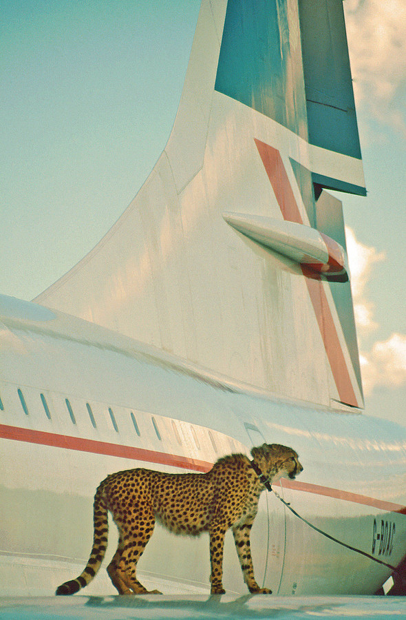 cheetah-on-concorde-1453096754.jpg