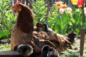 6305.chickenmama2.jpg