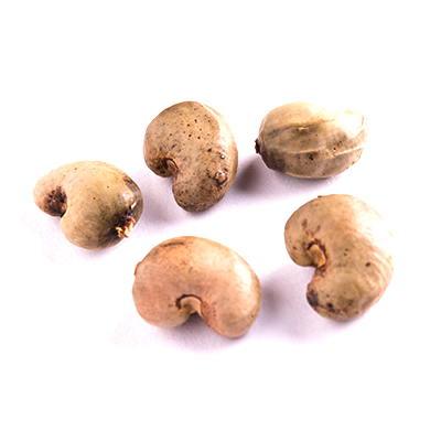 Market Intelligence of Cashew Nut in Zimbabwe
